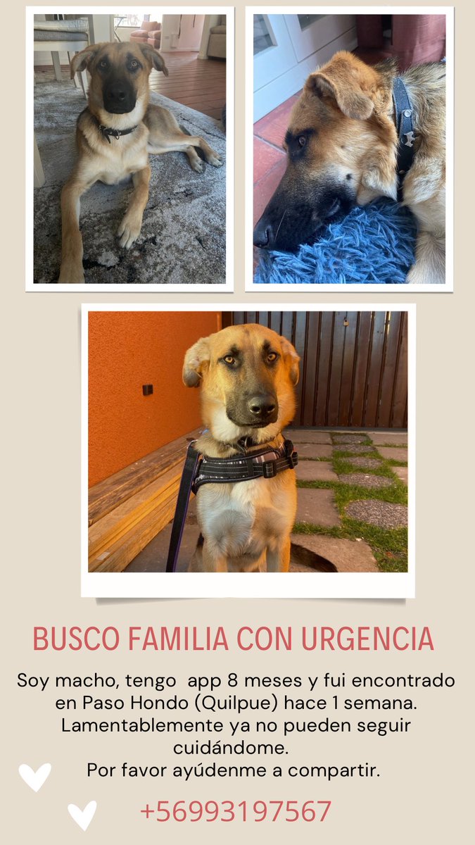 Porfa es real% urgente encontrar familia a este perrito😭. La señora que lo encontró y lo acogió tiene un hijo con problemas de salud graves y, además, síndrome de Asperger. Lo descompensó la llegada del perrito. Ayuda😔💔 la sra está sufriendo mucho pk ama a los animales!! RT🆘