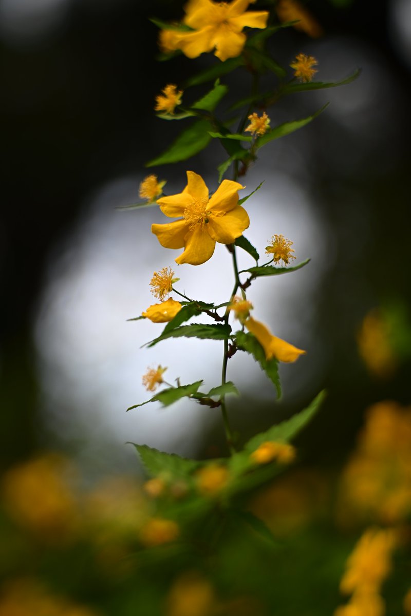 良い一日を𖧧*

Nikon Zf
JUPITER-9 8.5cm F2 前期型

#jupiter9_85f2earlymodel