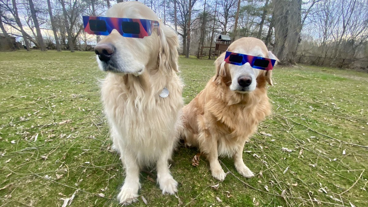 “What the heck?!?”
—Pete & Sophie
#EclipseSolar2024 #Eclipse2024 #SolarEclipse #SolarEclipse2024 #dogsoftwitter #BrooksHaven #grc #dogcelebration #GoldenRetrievers #WhoTurnedOutTheLights
