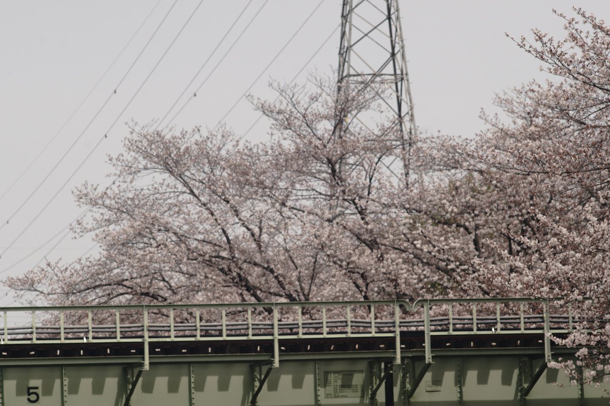 こだま千本桜再び
 #ｵｰﾙﾄﾞﾚﾝｽﾞで見る世界 
 #キリトリセカイ 
 #こだま千本桜