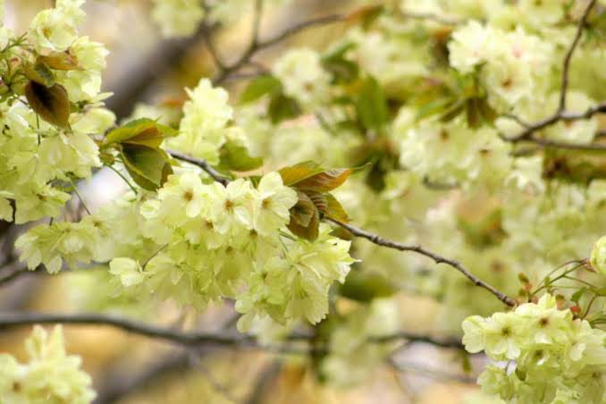 While heading to work in the rain today, I looked up to find the Kizakura (黄桜) in full bloom! They are sakura - but a green-ish, yellowish blossom from Kyoto that is nearly invisible against the genteel pink of the Somei-Yoshino. The world blooms on, beauty in every corner even…