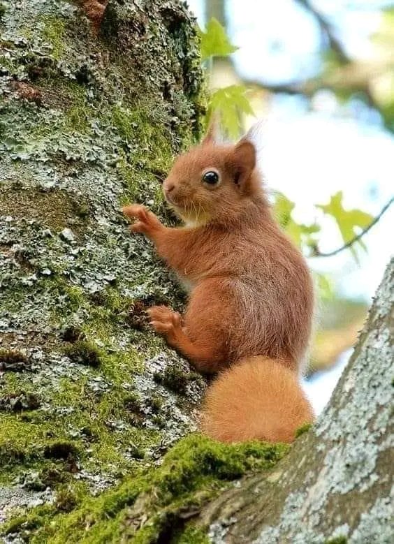 Sorry, can't hear you! 🤣🐿️