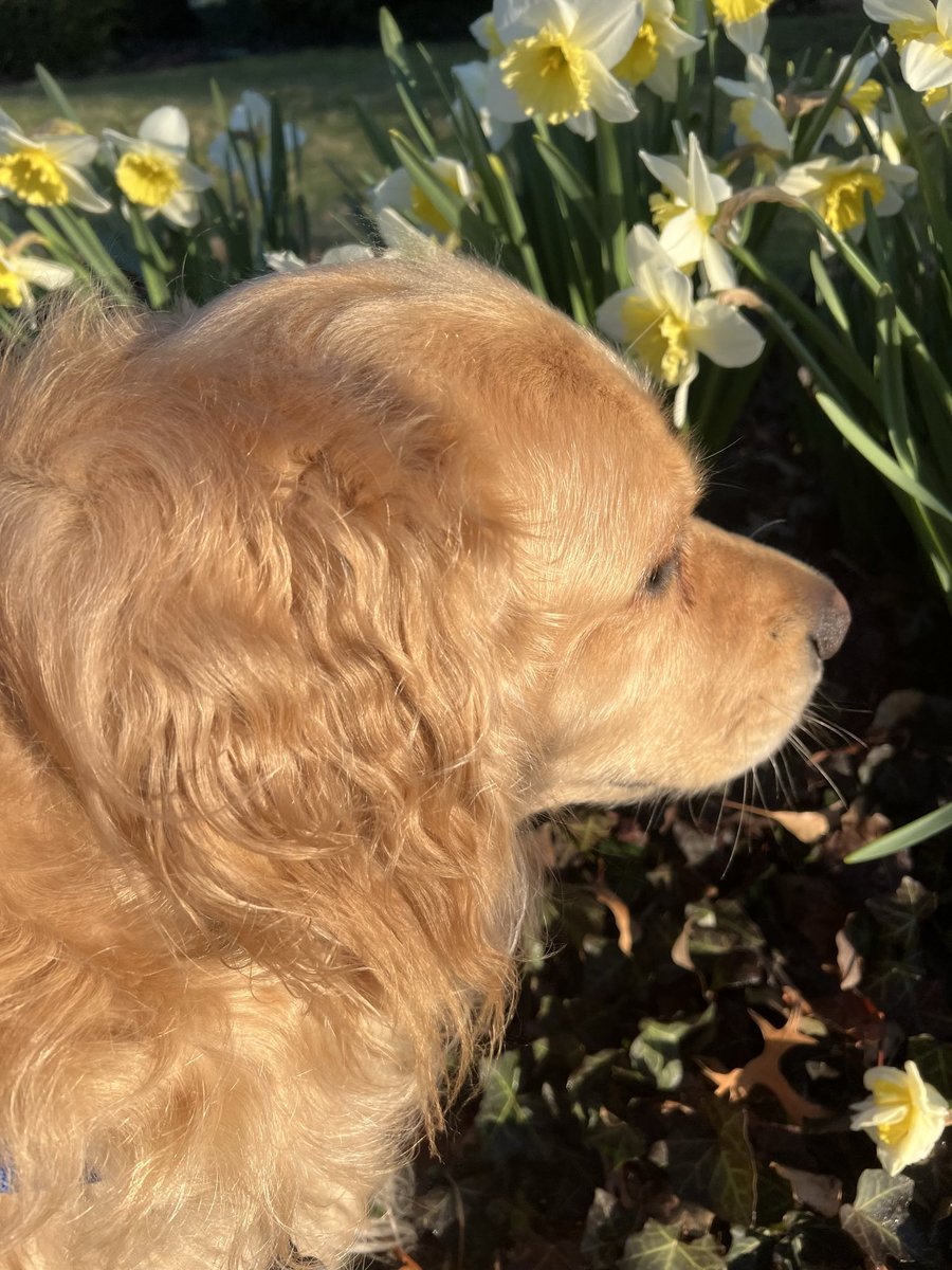 A nice spring morning walk with Bailey.