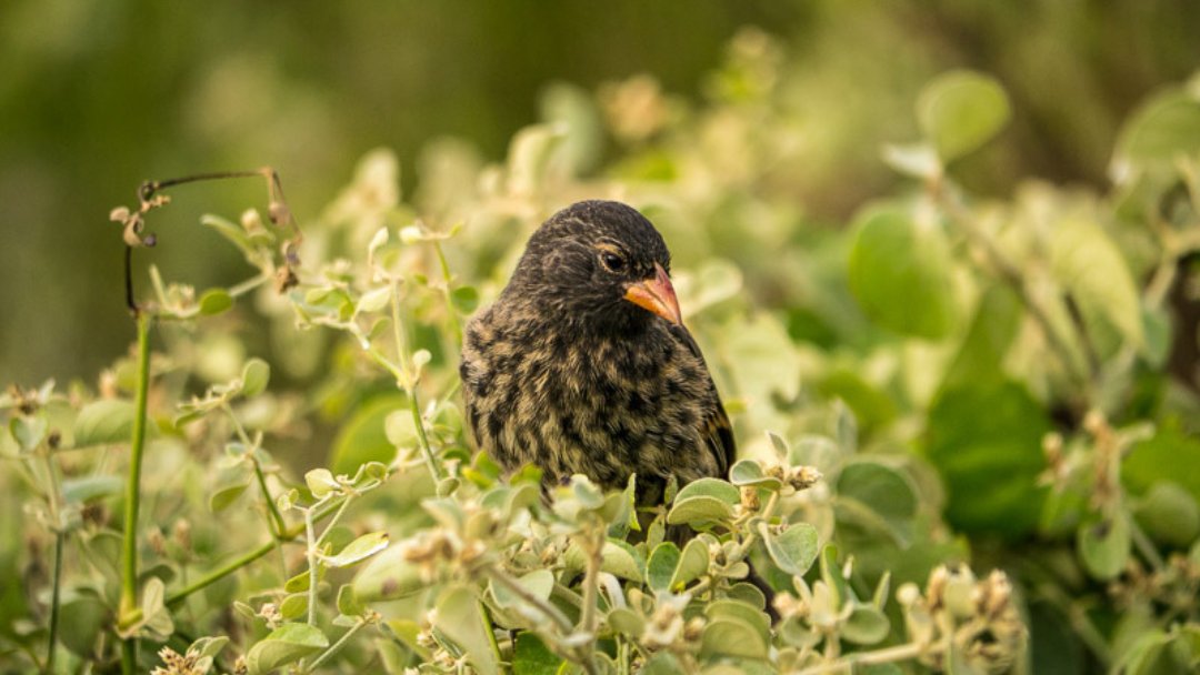 The Galapagos Islands are home to 17 species of Darwin's finches. They famously evolved to have different beaks which are suited to different food types, such as large seeds and invertebrates, allowing them to occupy different niches: tinyurl.com/GCTDarwinsFinc… 📷 ©️ Simon Pierce