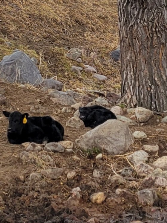 Put out fresh bedding
Calves "hmmmmm...nah"
Rocks by the creek
Calves "ooooo....yeah" 🤦‍♂️