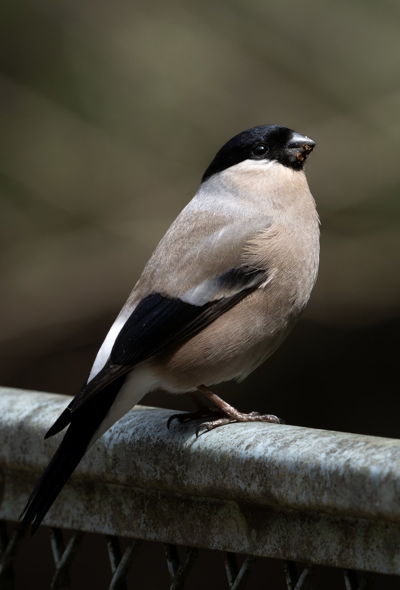 冬はふっくらでしたが、今は少しシュッとした印象のウソ子さん☺️

Nikon Z9 + Z600mm f6.3 VR S

#ウソ #4k 
#z9 #z663 #Nikon