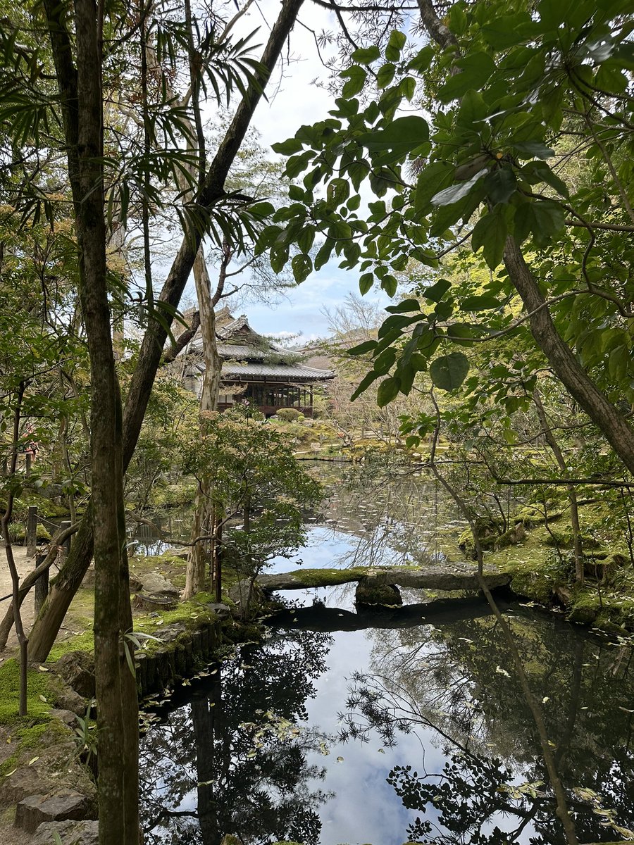 Koi feeding 🐟🐟🐟