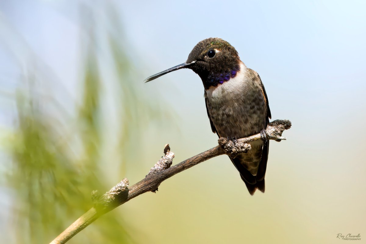 Black-chinned hummingbird in my yard this afternoon. #BirdsSeenIn2024 #Birds #Birdwatching #MyBirdPic #Wildlife #Nature #Birding #BirdsOfTwitter #ElPaso #Texas