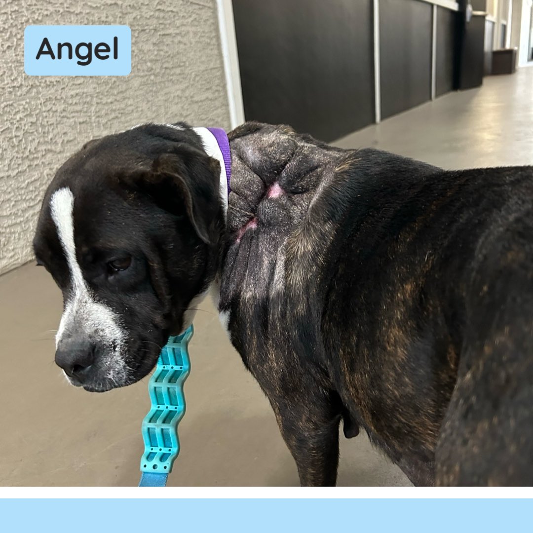 🌟2-3 month Foster needed🌟

More over a week has passed since Angel was rescued. She is fully vetted and is receiving her monthly heartworm treatment.

She is good with other dogs, loves cats, and kids. 

#houstondogs #rescuedog #houstontx