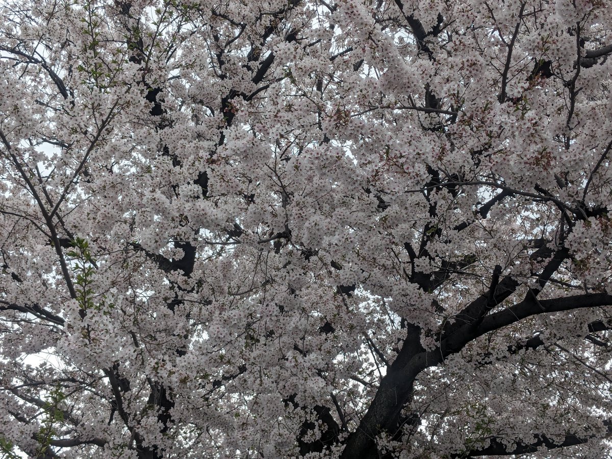XKlrLPCyZIDLJxq's tweet photo. 昭和キャンパスは桜が満開です🌸
2024年4月20日（日）13:40~第127回 日本小児科学会学術集会で、島田正晴先生が福中先生との研究成果を発表されます。「Zip13遺伝子に変異を有する新規エーラスダンロス症候群 (EDSSPD 3) 患者の筋力低下の原因解明」是非お集まりください😄
#日本小児科学会　＃Zip13 https://t.co/PZkMoNmXzu