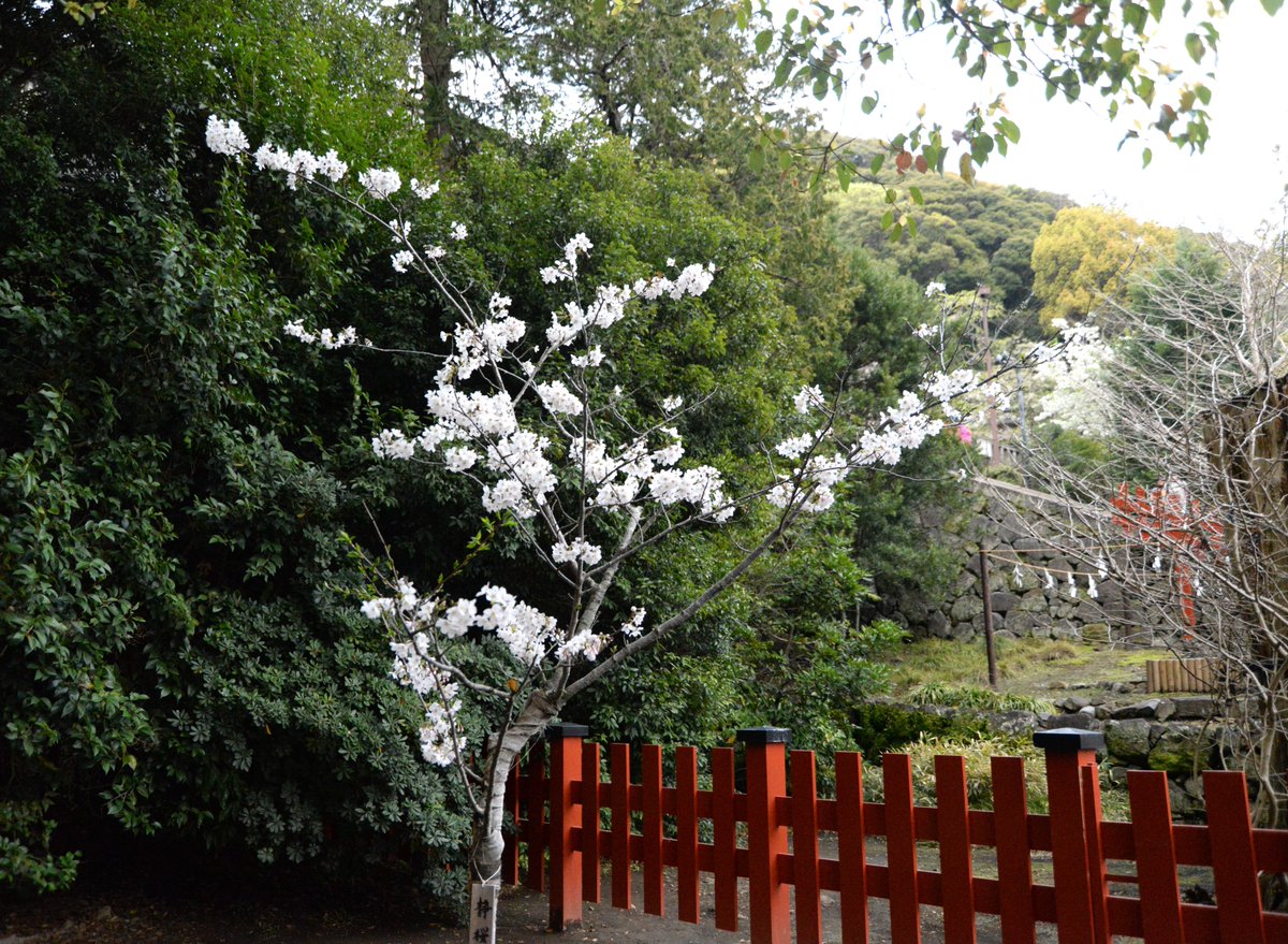 #日本遺産 の構成文化財である #鶴岡八幡宮。4月7日の日曜日は晴れ間も見られ、多くの参拝者で賑わいました。
桜は #段葛、源平池周辺のほか、静御前ゆかりの地である福島県郡山市から寄贈されたという #静桜 も満開でした。 4月7日撮影