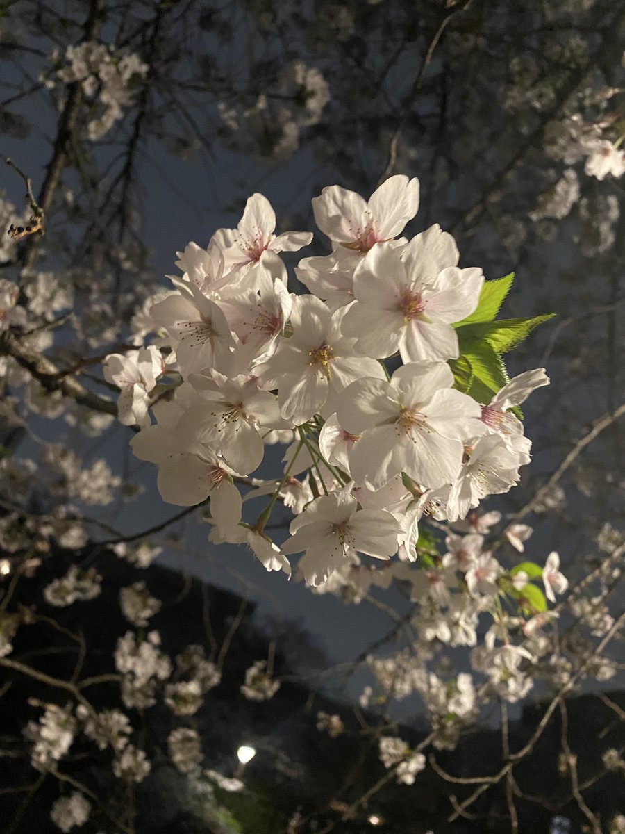 おはよう🌸 今日で桜散っちゃうのかなぁ☁️ ももちゃん　@mmk__peach__ と夜桜見に行ってきた🌸 どこにも情報のない樹クイズ全部正解してヲタクすぎてびっくりした🤣🤣