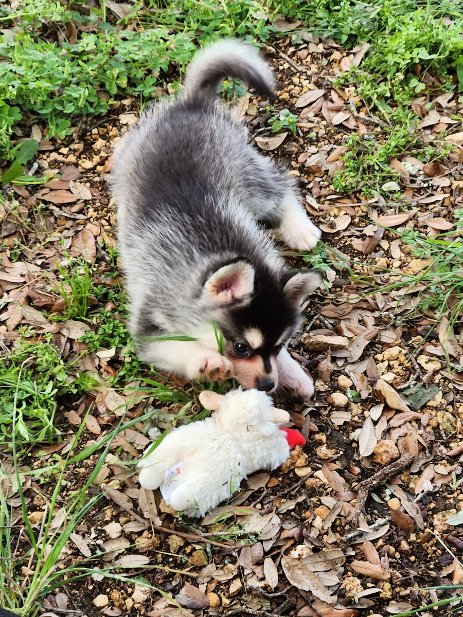 Happy Gotcha Day Arty!!!