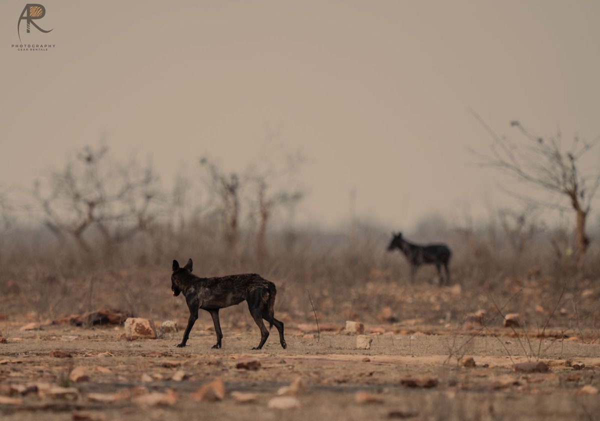 Double Trouble - this is the first photograph of pure black wolf from India. An indication of hybridisation with dogs. Time to worry about the species, the numbers are so low, it may be real problem @laurenhennelly1 @IUCN @WildCanids @wildwithwolves @wii_india @shaheerkhan