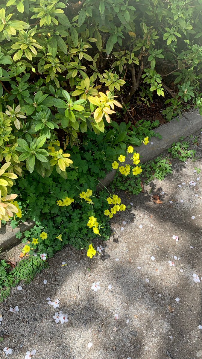 asaitoka's tweet photo. おはようございます🌞🤍
パーツが足りず制作出来ない😢
また今月後半に新作だします🆕🤍

最近は春を満喫中です✨最高ですね💐 https://t.co/qRRiR4zclr