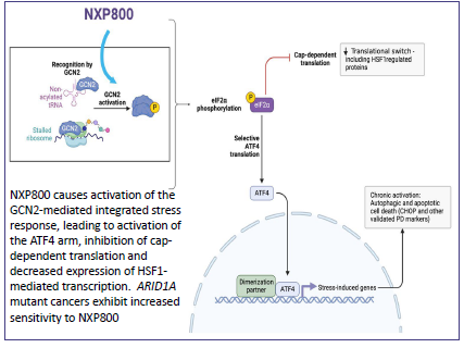 udai_banerji's tweet photo. Messing with (cancer cell) stress. PK-PD and toxicity of the dose escalation cohort of NXP800 (NCT05226507) Abst CT111 at #AACR2024. Target engagement confirmed, next steps to evaluate efficacy in ARID1A mutated tumours. @ICR_London @TheRMH @ECMC_UK @RMresearch_ https://t.co/XmJ0ToUelm