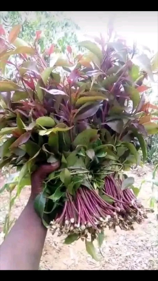 SelectorMwiti's tweet photo. Place your order right now.fresh and tasty 
Call 0707975530 or dm me
Miraa malisafi
Mandera.mogadishu.wajir and garissa.
#Mogadishu https://t.co/nDFzzDUck4