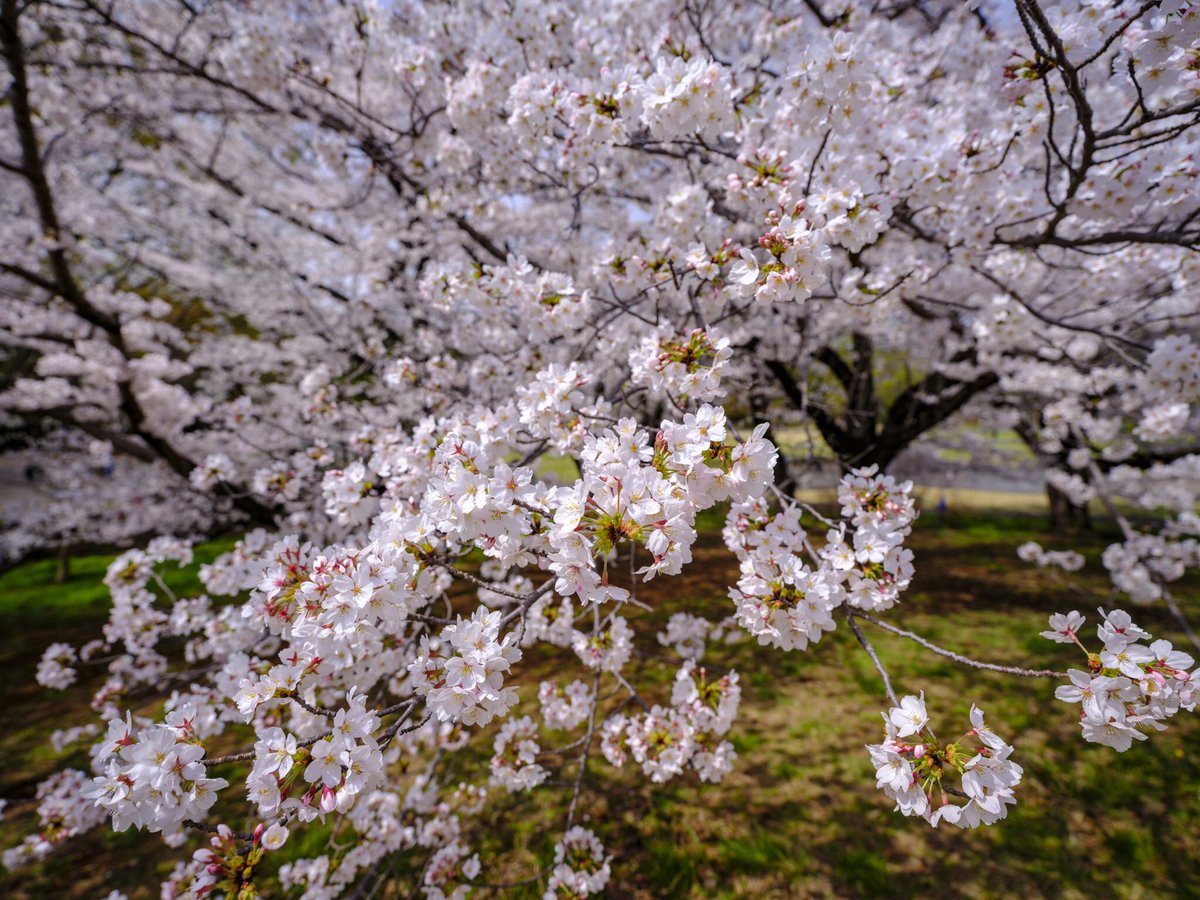 昭和記念公園　2024-04-07_5
桜
Fujifilm GFX 100s
GF 20-35mm F4 R WR
#fujifilm  #GFX #昭和記念公園 #桜