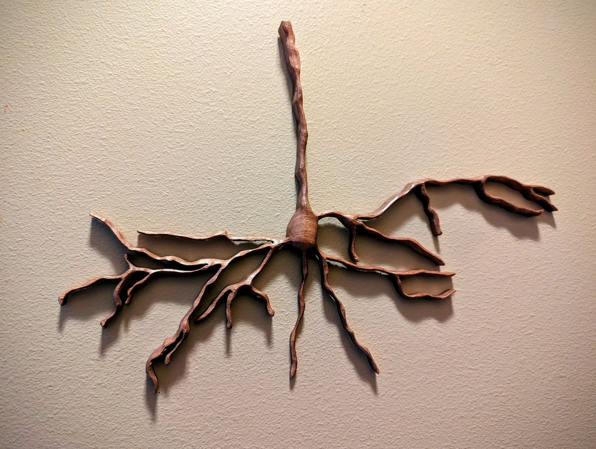 New sapele wood pyramidal neuron.