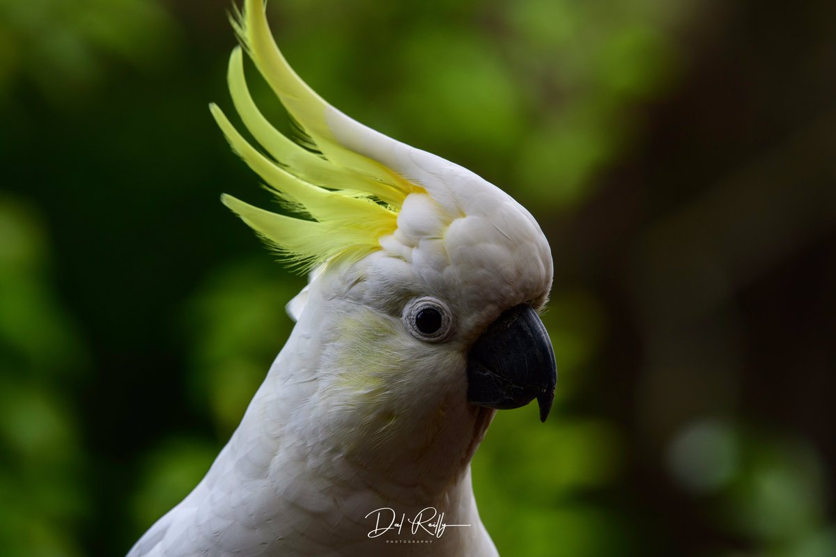 A Sulphur-crested Cockatoo that landed on the back porch.🙂👍 #BirdlifeOz #birdsinbackyards #abcaustralia #abcmyphoto #abcinmelbourne #visitgippsland #MyNikonLife #BirdsSeenIn2023 #ausgeo #abcgippsland #Gippsland #birdphotography #birds #NikonCreators #nikonaustralia