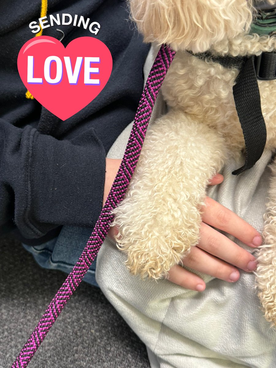 Therapuppy1's tweet image. Jellybean was helping a friend through some grief after losing a loved one. Sometimes a paw is all someone needs to get through the day #Jellybean #schooldog #dogsofeducation #therapydog #lovewhatwedo