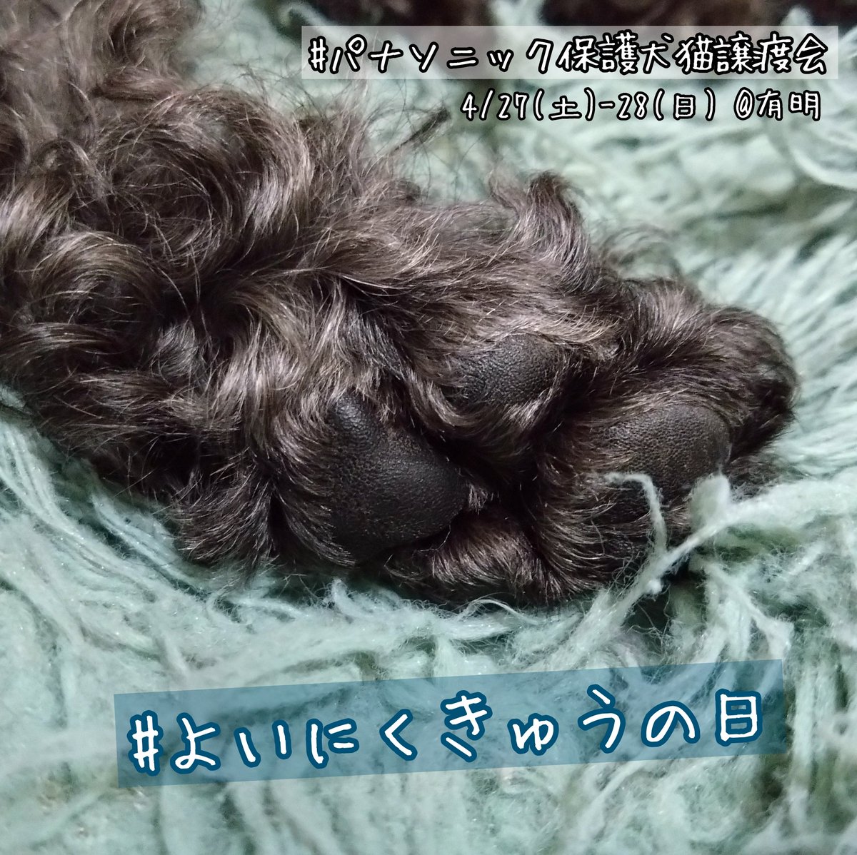 #パナソニック保護犬猫譲渡会 
#よいにくきゅうの日 

次男の昨夜の肉球です😁

今月4/27-28は【パナソニック保護犬猫譲渡会】@有明💃✨
犬の部はそろそろ満席になります、エントリーはお早めに🐶💦
猫の部はご予約可能です😸🆗
ぜひ保護犬猫ちゃんに会いに来てください🥰‼️
panasonic.jp/pet/adoption_e…