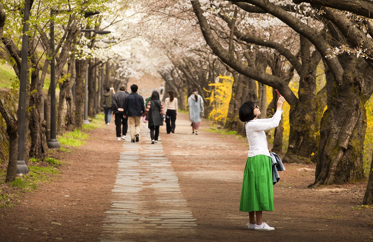 여기저기 벚꽃이 빵빵 터젔네요
울동네는 지금 넘 이뻐요
"화무십일홍"이라지만
그래도 
지금을 사랑하지않을 수 
없음은 어찌하리
