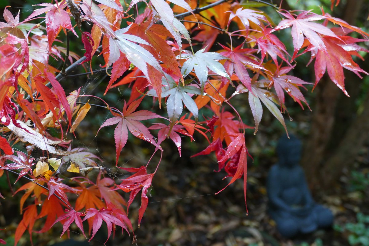 Trying to capture sounds of rain on autumn leaves my tea has gone cold