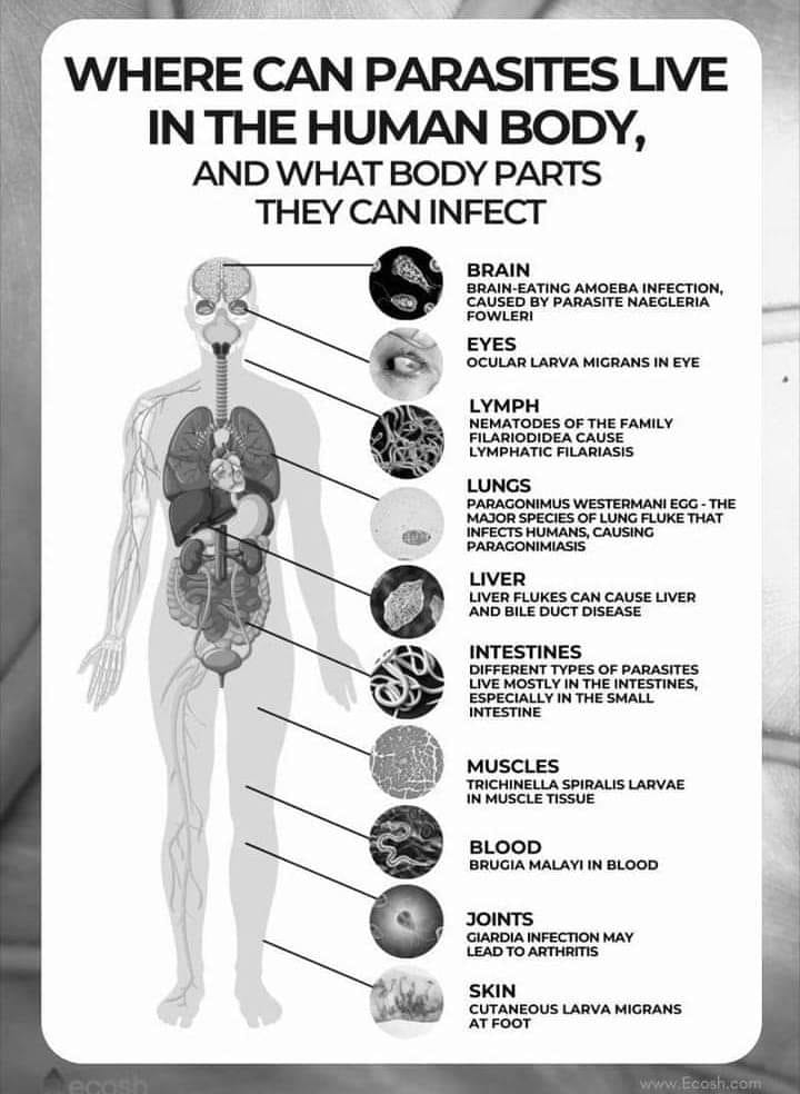 Parasites can manifest all throughout the body, not just the gut... & they're linked to virtually every chronic condition you can think of. If you're wondering if your symptoms could be linked to parasites, shoot me a DM! #parasitecleanse #parasites #bileducts #parasitedetox