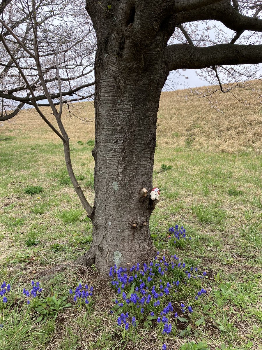 nyoropichi's tweet photo. バムセを探せ🐖🌸
Leta efter Bamse
#バムセ #ロッタちゃん #ぬい撮り #桜2024 #bamse #bamsen #gris #grisen #lotta https://t.co/ZUiC1jRM0U