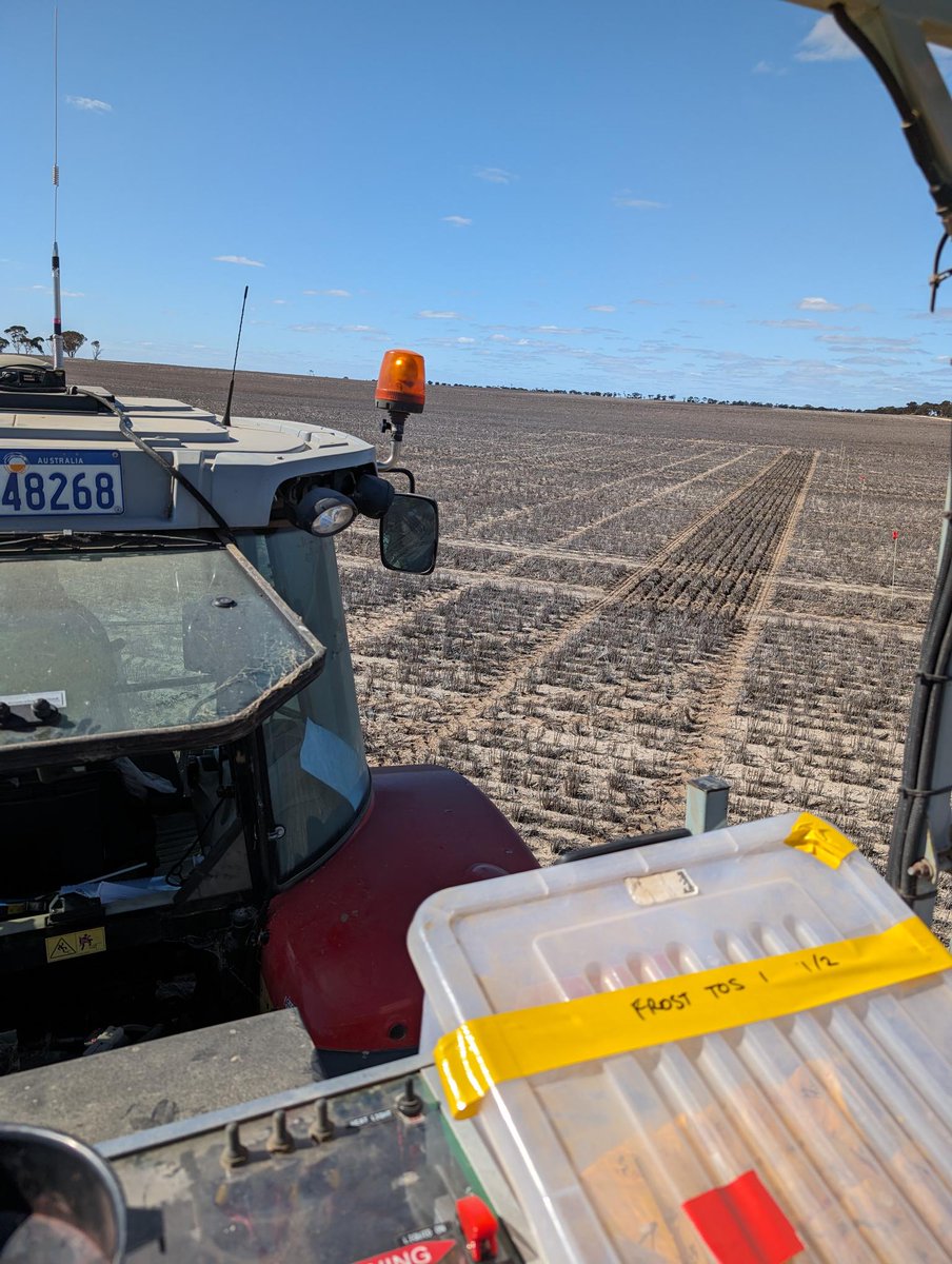 Project lead @Blooming_fields is hands on with sowing the early wheat and barley trials for the @theGRDC's National Frost Initiative at Salmon Gums, WA. grdc.com.au/grdc-investmen…