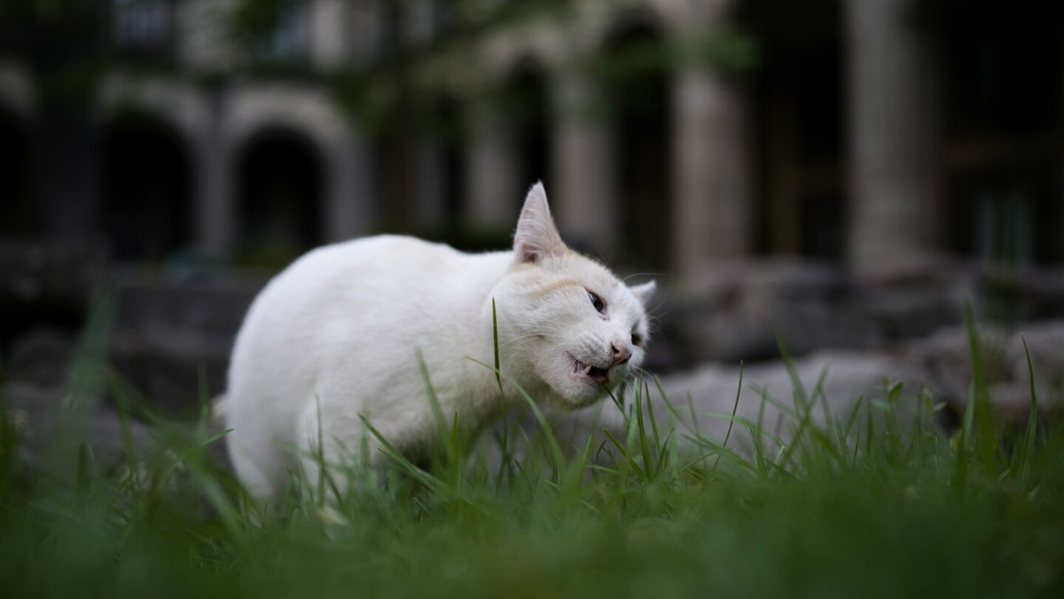 Mexican President Andrés Manuel López Obrador declared the 19 cats on the National Palace property to be “living fixed assets,” which obligates the country’s Treasury to give them food and care for them for the rest of their lives, even after the leader leaves office in October