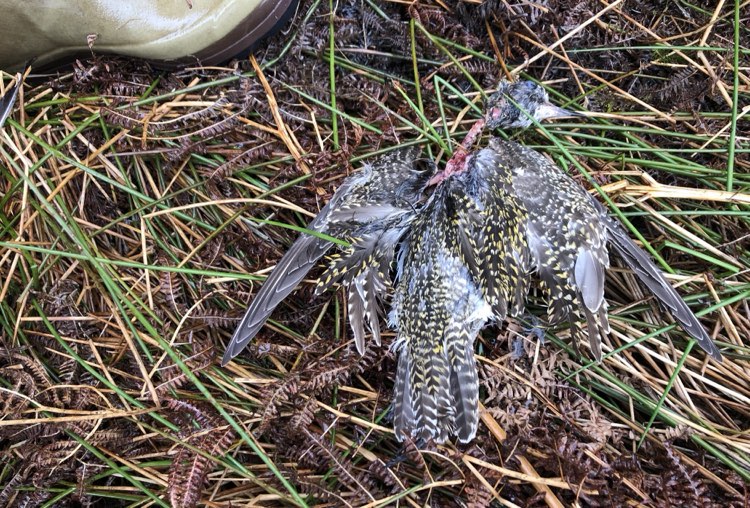 @AndrewWappat @waderquest @nybirdnews @teesbirds1 @NorthYorkMoors @NatureUK @Natures_Voice We are told of a c3 Golden Plover found on 26th March in Durham. & found this one out in a moorland gully - perhaps taken by a Kestrel or Shorty-owl