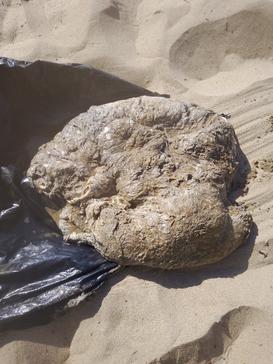 fersacorp's tweet photo. dentro del mar esto se me acercó flotando.
 especie de Dona con algo semejante a pelo en la superficie y duro como con músculo en todo el interior.
Huele muy mal. persona en la costa me dijo que era BOMITO DE BALLENA. Color blanco, viscoso huele muy mal.@udg_oficial me ayudan. https://t.co/rBa1zK6K2m