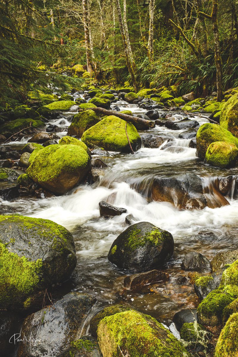 Well, if you didn’t care for my eclipse photo today, maybe you’ll like a Pacific Northwest forest with a stream running through it. #pnwphotographer