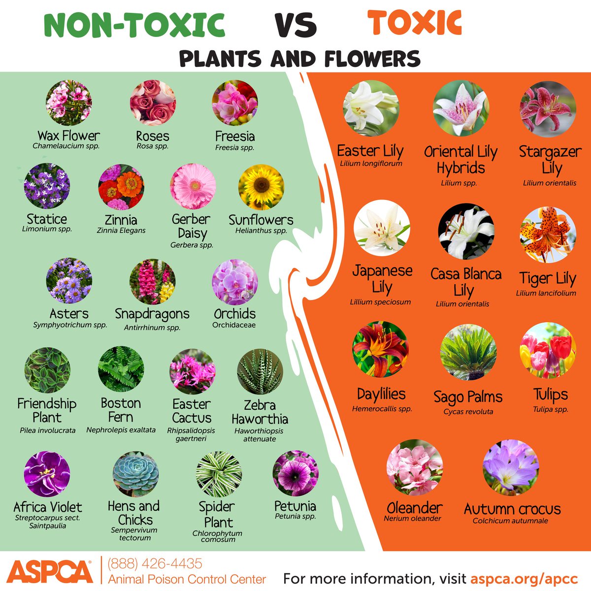 Not all flowers are safe for pets. To spread awareness, share this list from the @ASPCA Animal Poison Control Center to keep the pets in your community safe. 🌸 #PetSafety . For more resources from the ASPCA Animal Poison Control Center, go here. 👇 aspcapro.org/topics/aspca-a…