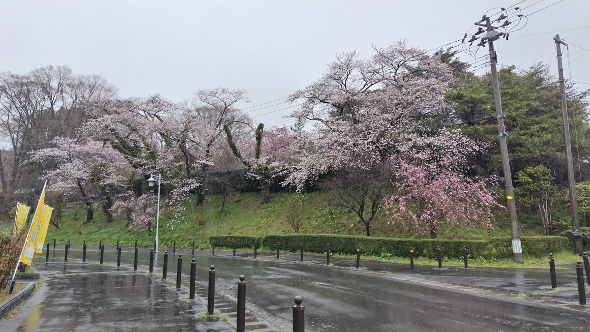 かなり強めの雨が降っている ＃登米町。
毎日暖かい日が続き、あっという間に満開🌸
桜さん、雨に負けないでください。
#桜状況 #登米市  #桜2024 #桜 #登米町 ＃城址公園