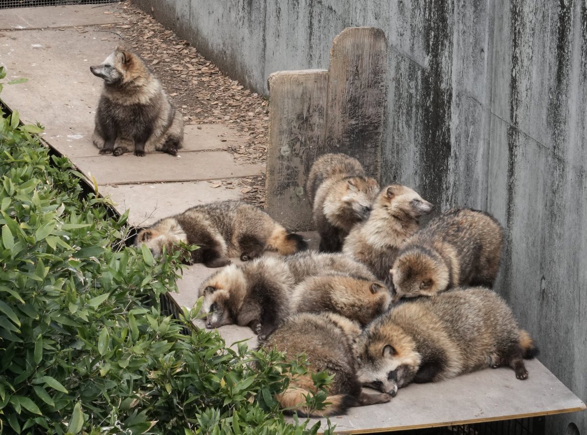 見張を立てて眠る8タヌ。#ホンドタヌキ #東山動植物園