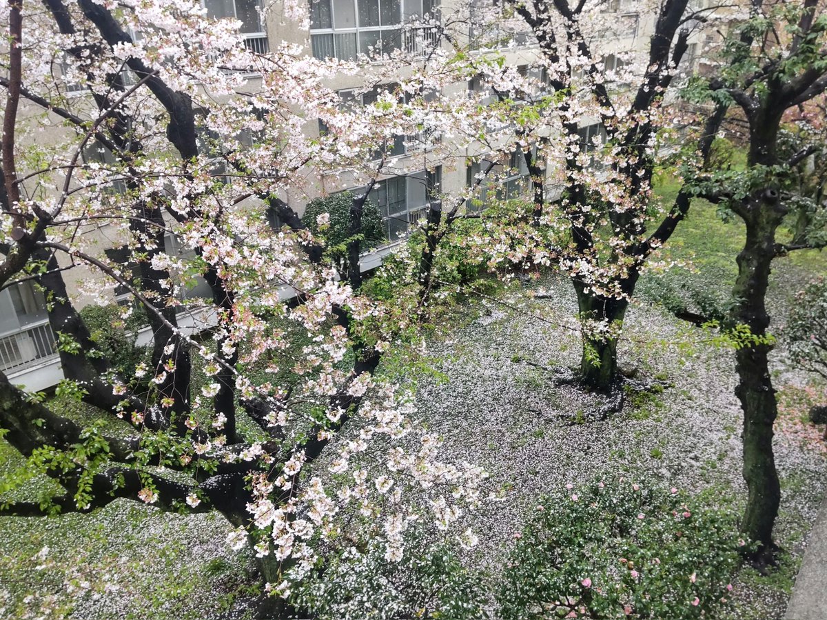 おはようございます。東京は風雨で、桜の花びらもかなり散っていますね。 昔は散った桜の花びらを拾い集めて、私が自宅の2階に上がり、窓から下にいる子どもたちに花びらをふりかける。そんなことをして、喜んでもらっていました。