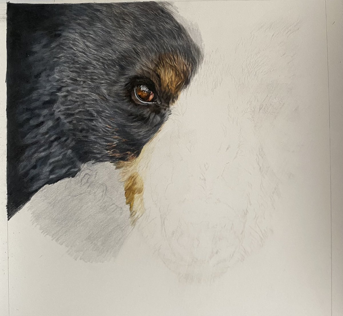 A good amount achieved on the Black Bear today. Blurry out of focus fur takes soooo much longer than detailed fur… who knew!

I hope you like him so far, he will be looking for a new home once complete.
