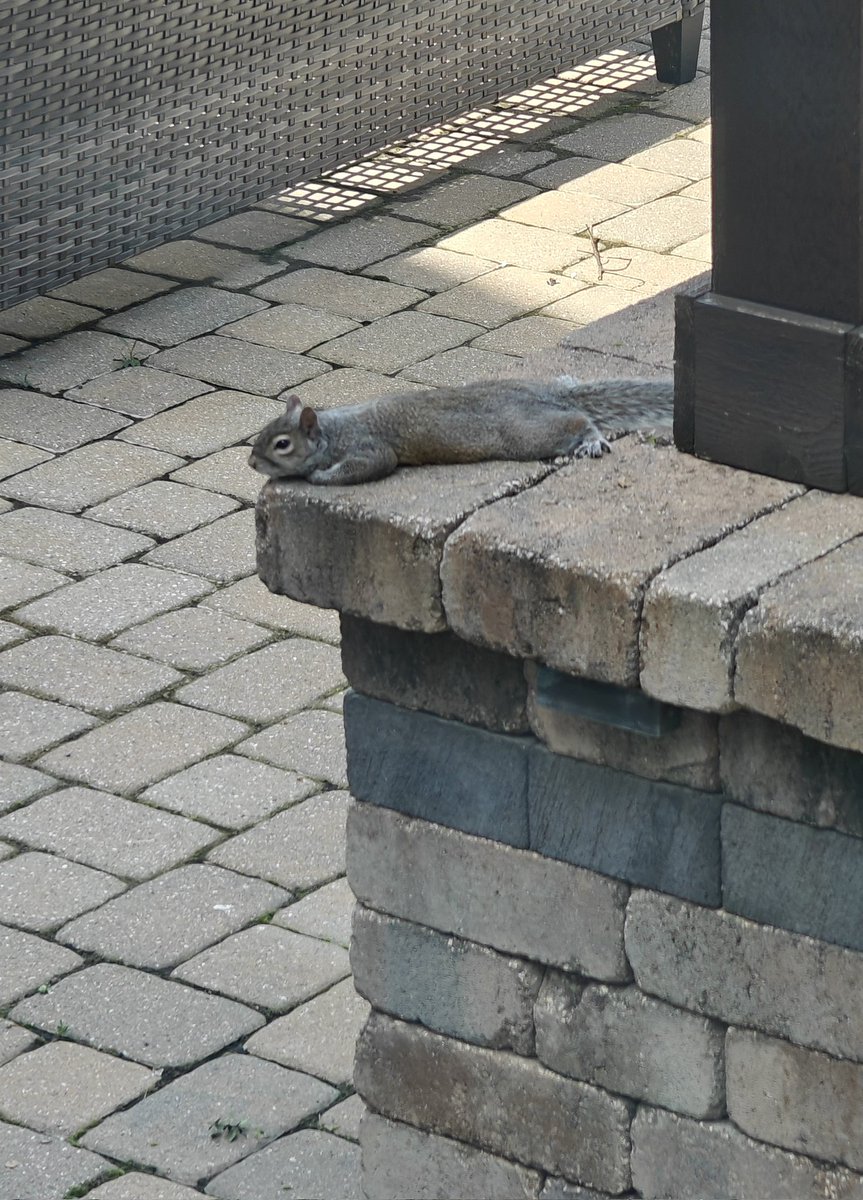 Our chilling squirrel friend seems unimpressed by #SolarEclipse2024