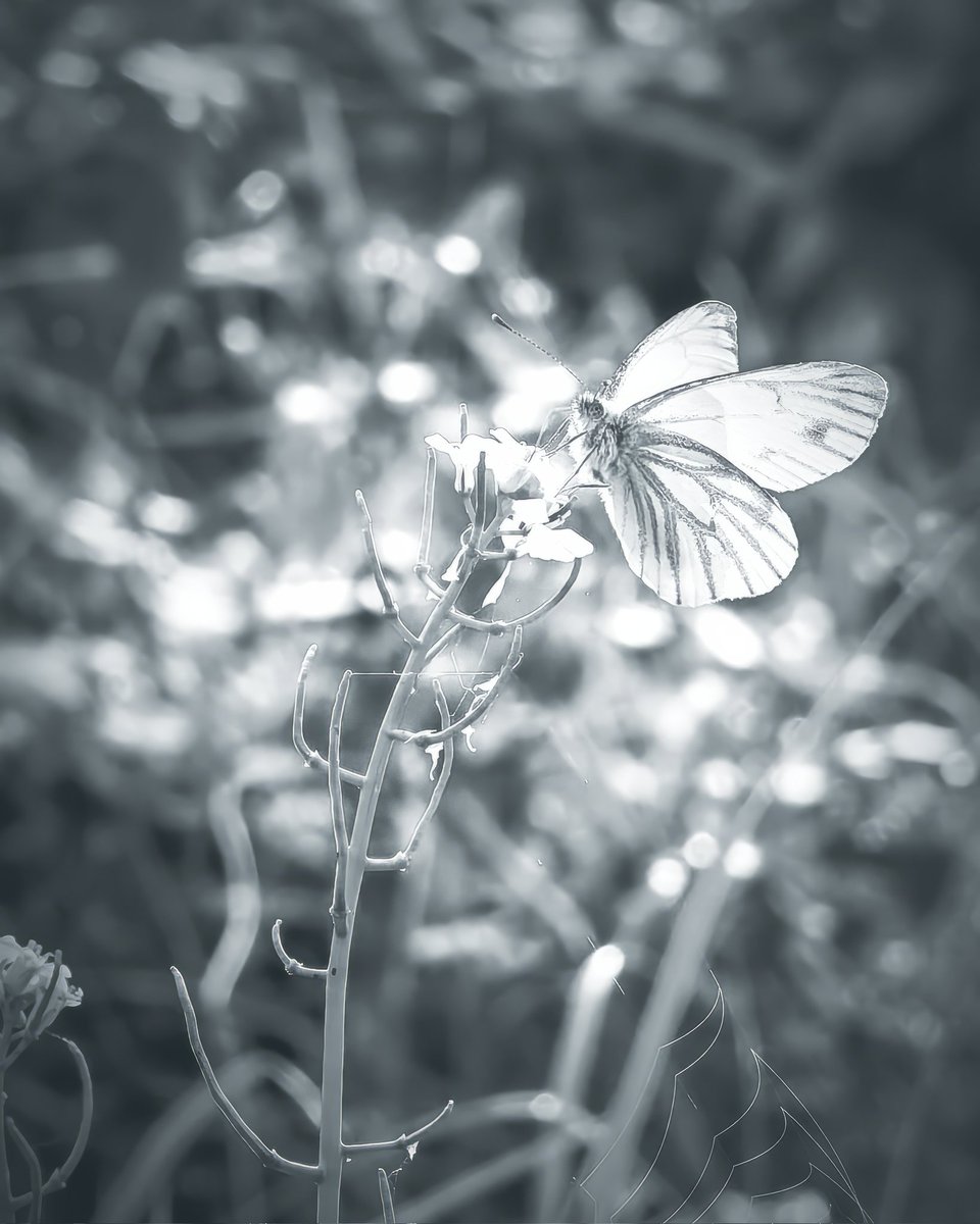 AD_Fotografo_'s tweet image. Ritratto di una farfalla
📷 HONOR Magic5 Pro 
@Honor_IT #ShotOnHonor #HONORMagic5Pro #CameraPhone