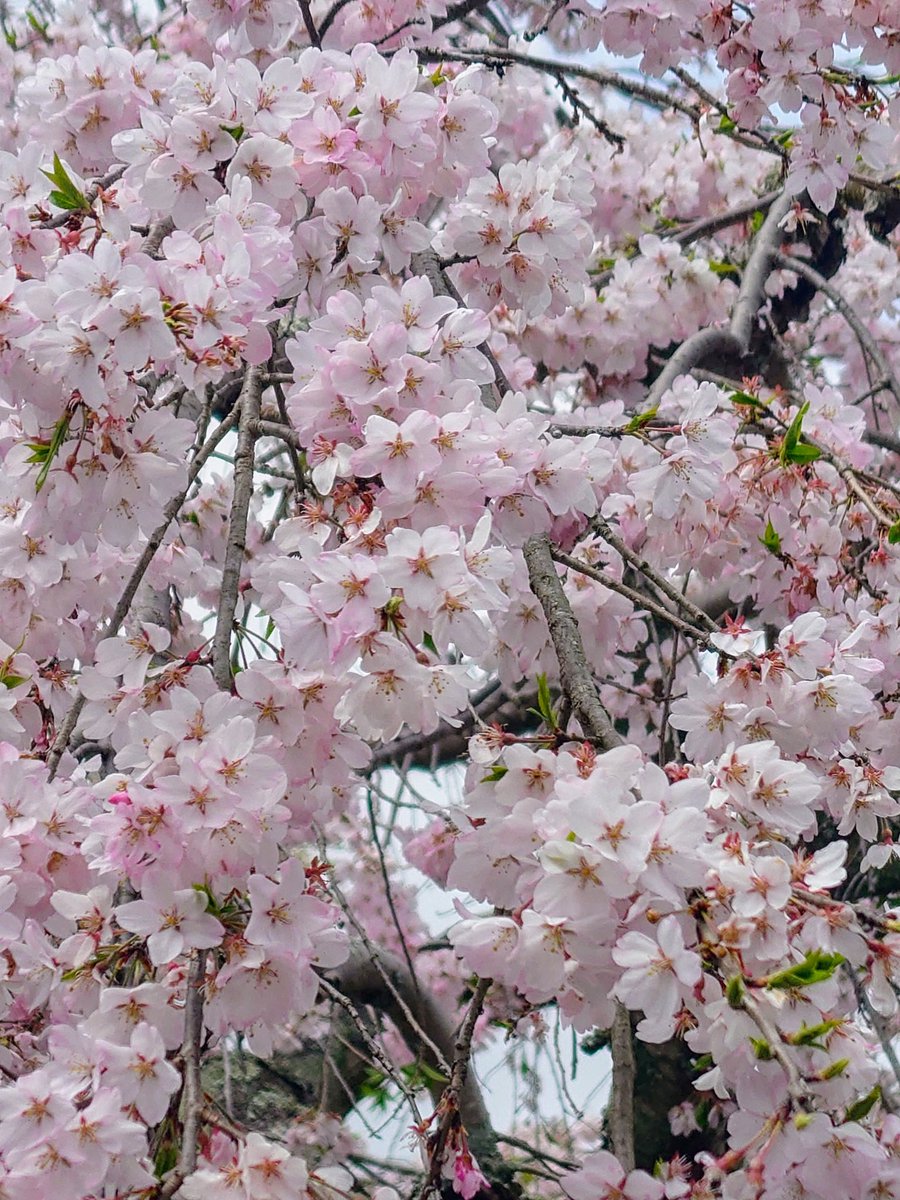 xiahjt1's tweet photo. 満開の桜🌸は今日の☔で散っちゃうね〜💧
昨日ギリで見れて良かった♡

#栃木
#大山寺
#枝垂れ桜 https://t.co/x6WVwQvozI