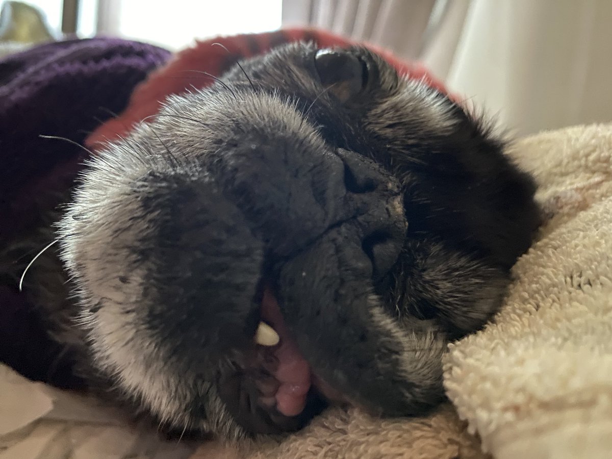 make_me_crackup's tweet photo. おはよーーーーーーうっ！！！

なかなか起きない朝ある☔

#秘密結社老犬倶楽部 #パグ #シニア犬 #老犬介護 #犬のいる幸せ #犬のいる暮らし #犬のいる生活 #pug #puglover  #puglife #mops https://t.co/S8M7fCf5qc