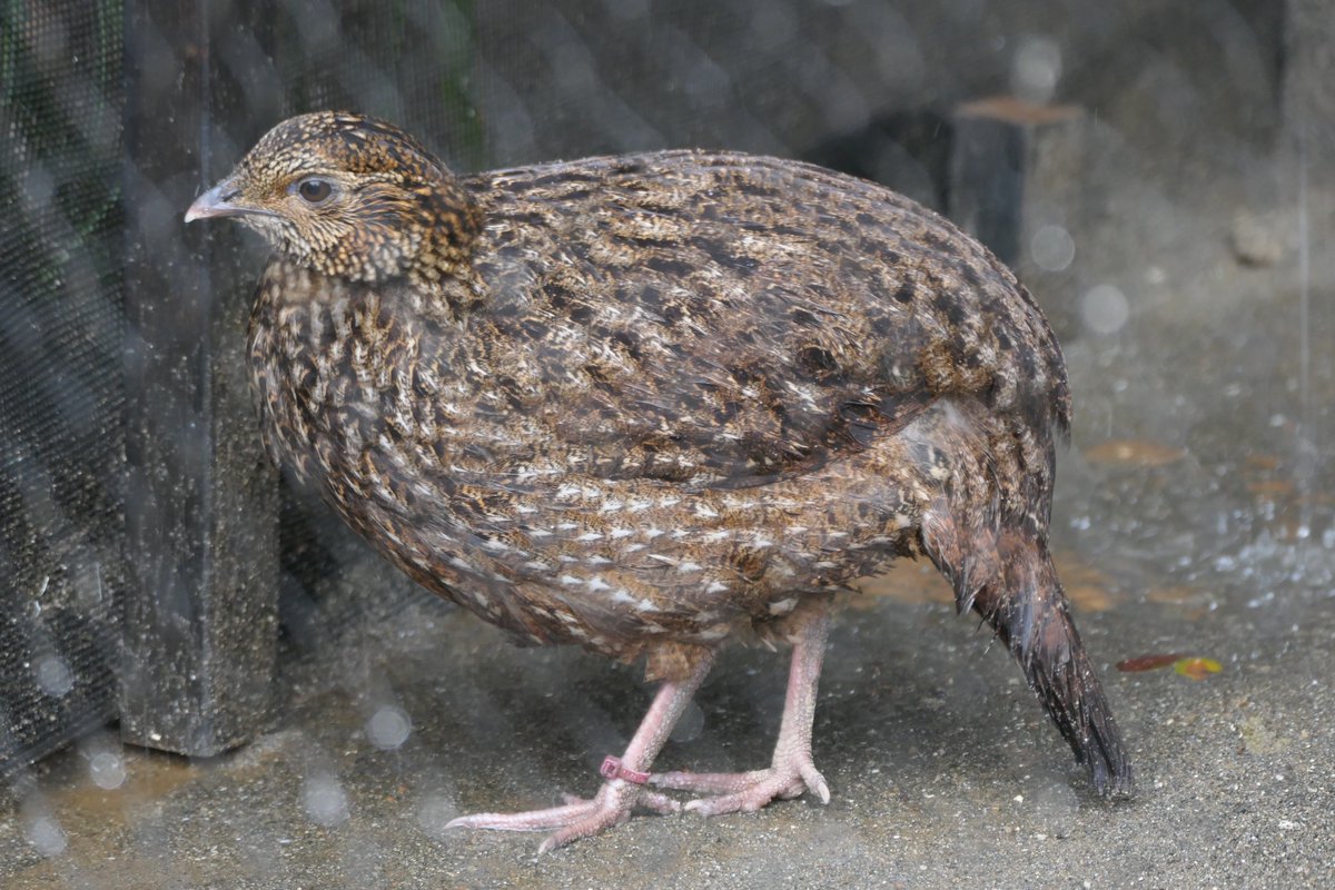 おはようございます。
今朝の動物たちの様子をお届けします。

#ベニジュケイ 
#朝の上野動物園