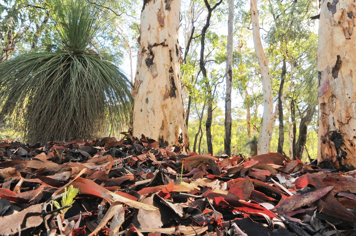 Meet the Eucalyptus wandoo, one of Australia's biodiversity champions 🌳 These majestic giants provide homes for a multitude of species including bats, brushtail possums, echidna, chuditch, yellow-footed antechinus, and birds. 📸 R Sinclair, W Lawler, A Ross / AWC