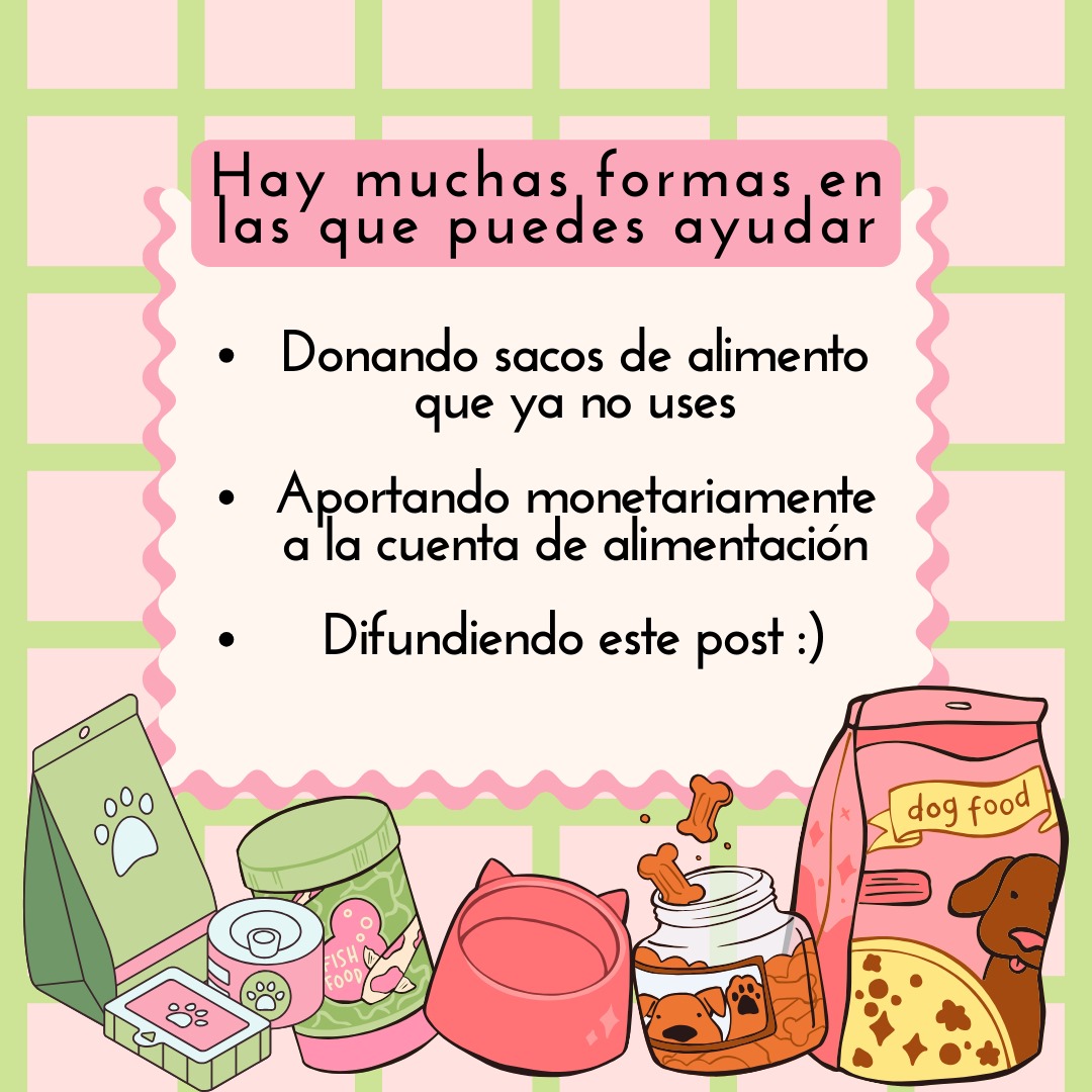 animaliauc's tweet photo. ❤️URGENTE❤️
¡Necesitamos alimentar a nuestros rescatados!
Puedes ayudar donando alimento o monetariamente a:
Nadia Streit Muñoz
21.543.308-0
Banco Estado
Cuenta Rut
alimentacion.animaliauc@gmail.com
#Chile #Gato #perros #comidaperro #donate #voluntariado #adopta #AdoptaNoCompres https://t.co/Fttl9SPZBt