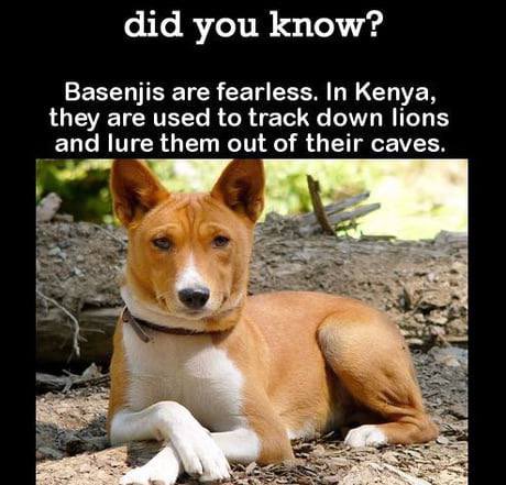 crypto_seeb's tweet photo. @wolfaltcoin 🟢 Good buy:
$BENJI
printing Benjamin’s non stop with no chill
#BasedDog #BasedChain #BasedCommunity #base
@Basenjiofficial https://t.co/vDBBUvagsF