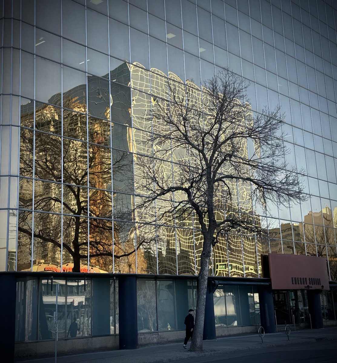 Seen in #yegdt this morning. Tree, building, reflection.😎