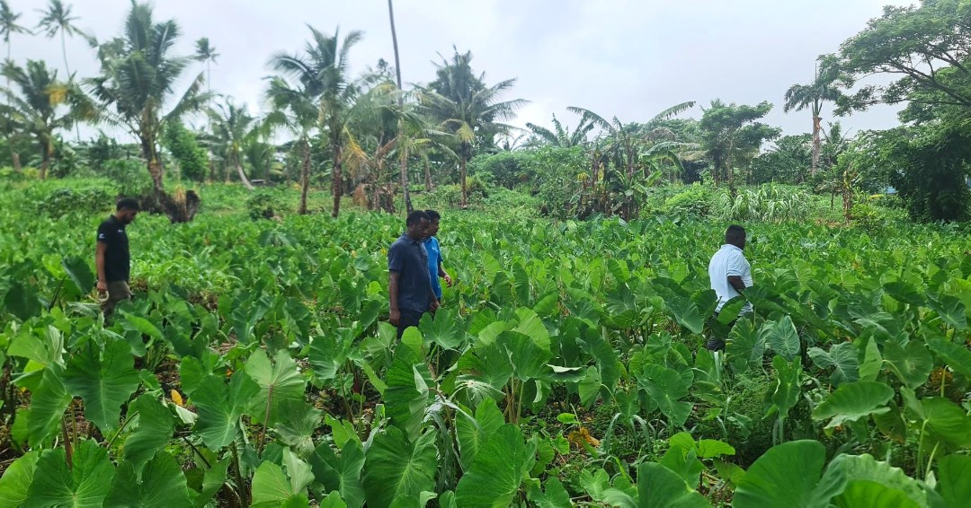#PacificAgriculture | 🌱#Taro is a major staple in the Pacific, highly impacted by #ClimateChange. Scientists of the project “Identification of #Drought Tolerant Taro Varieties” are screening taro all over the #Pacific for water stress-response💧 Duty collection trip to Taveuni🇫🇯